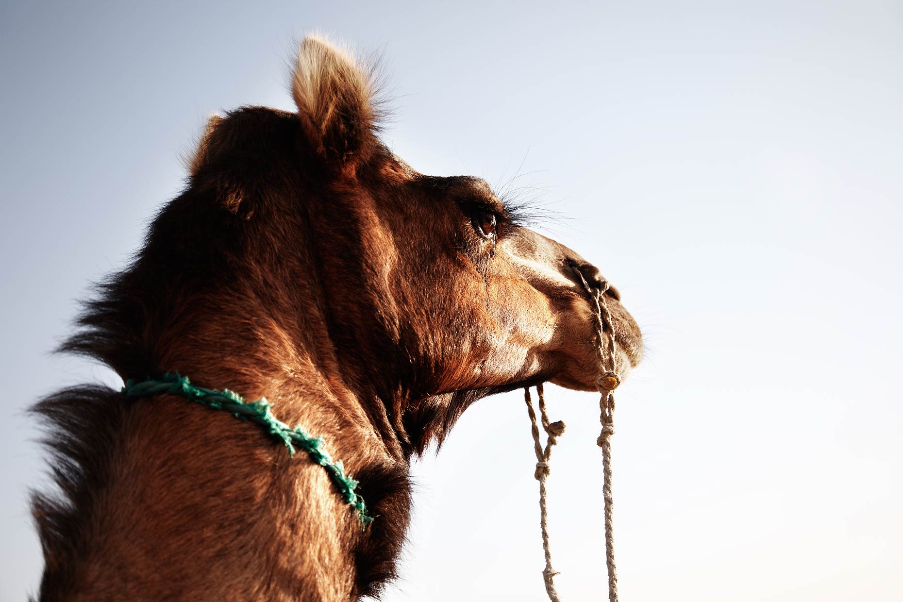 018-Camel_Safari_620